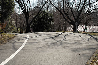 セントラルロッジ近くの道路