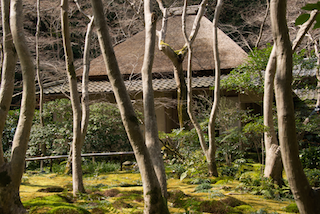 祇王寺 苔庭ごしに草庵を望む