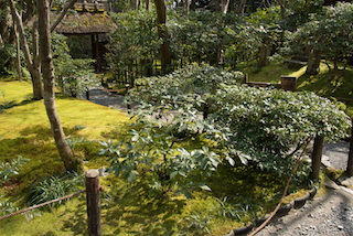 祇王寺 草庵を背に苔庭を望む