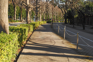 東京競馬場 北側のけやき並木