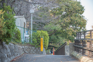 仙川 東原橋右岸側から上流を見る