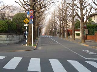 田園調布の銀杏並木