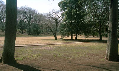 砧公園の木々