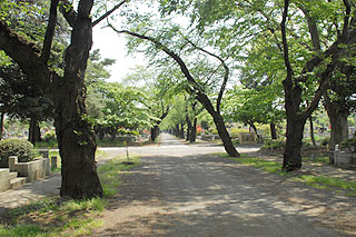 壁墓地通りの桜並木(22区1種72側 付近) 2010年撮影